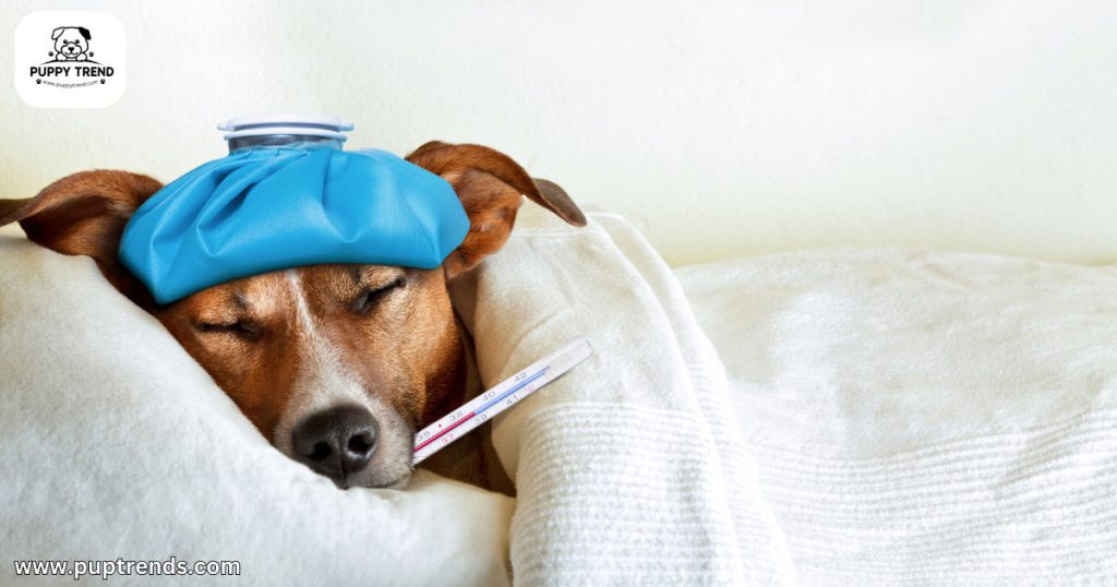 Parvo in Puppies - What Is Parvo - Critical Symptoms to Never Ignore