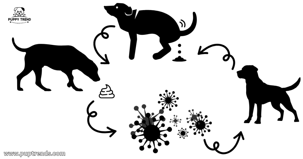 Parvo in Puppies - What Is Parvo - How Do Puppies Get Parvo