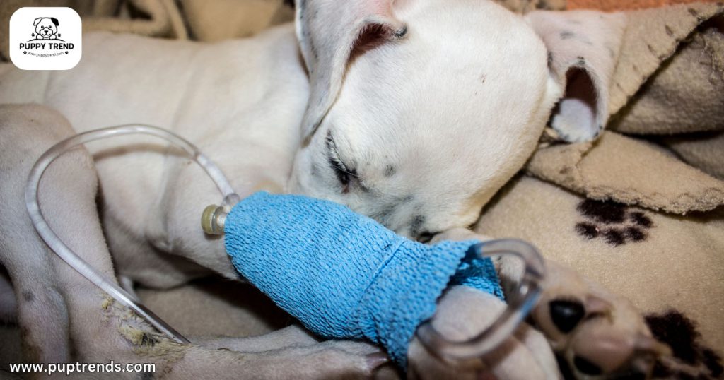 Parvo in Puppies - What Is Parvo - Lifesaving Treatments for Parvo