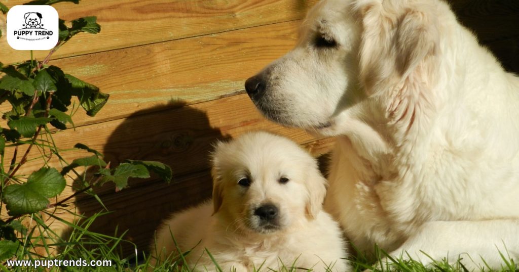 When Does a Puppy Become a Dog