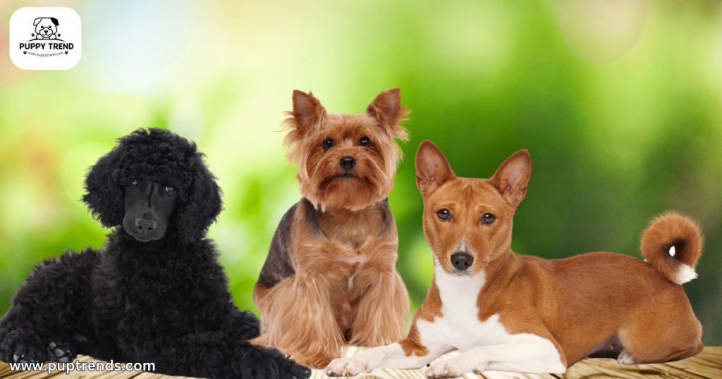 What Dog Is Right For Me - Allergies & Shedding