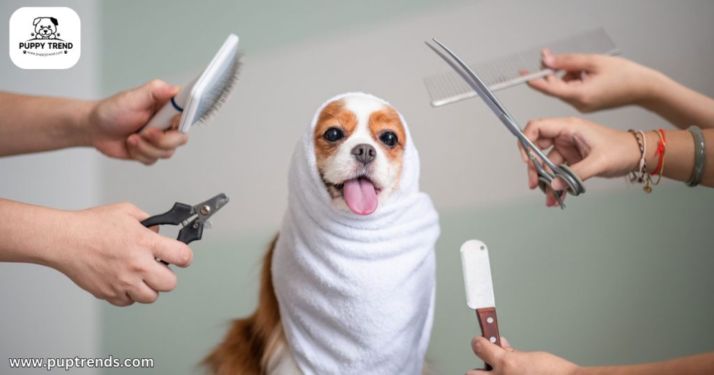 What Dog Is Right For Me - Grooming & Maintenance