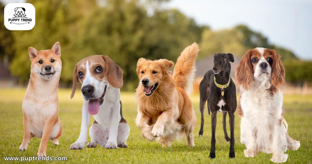 What Dog Is Right For Me - Personality & Temperament