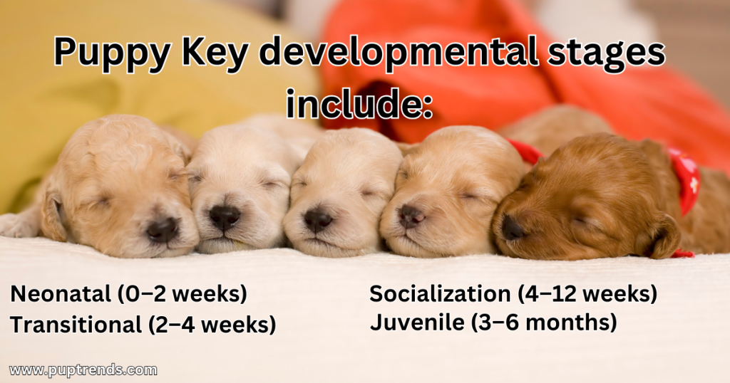 What Exactly Is a Puppy - Puppy Key developmental stages include