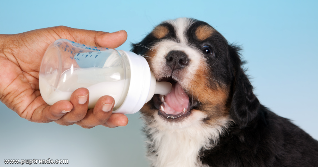 What Exactly Is a Puppy - When Does a Puppy Become a Dog