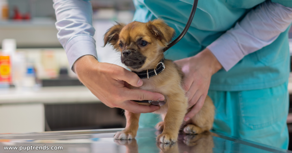 What Exactly Is a Puppy - Why the Puppy Stage Matters