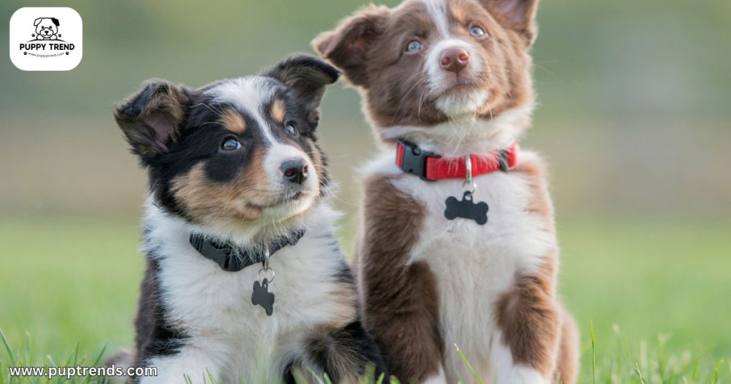 Ethical Breeder Accountability