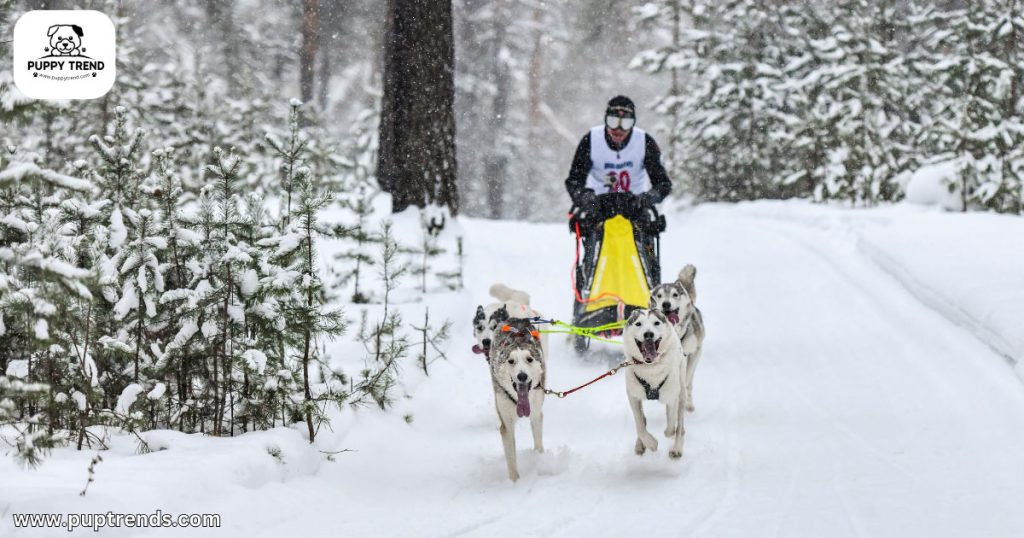 Why I’m Buying a Purebred Dog - Purpose-Driven Compatibility