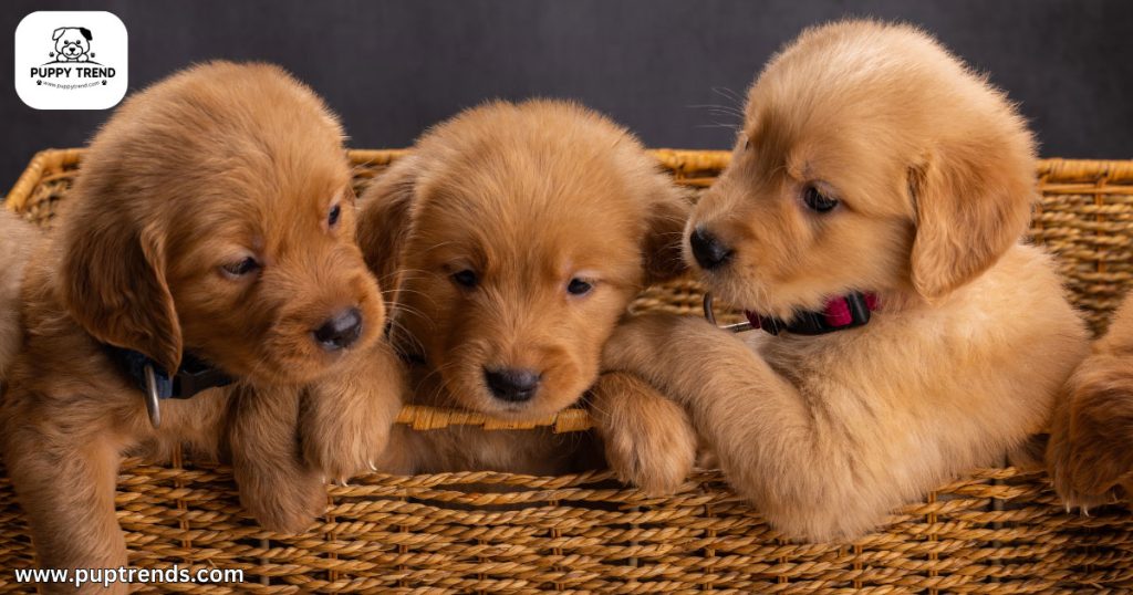 Why I’m Buying a Purebred Dog - Temperament Consistency